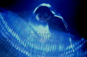 Leo Lyons, Ten Years After at Woodstock copyright Barry Z Levine Photographer, all rights reserved